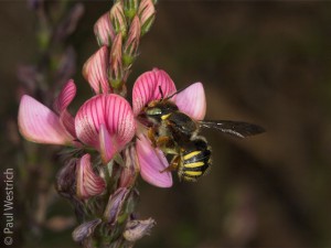 anthidium_oblongatum_(c)Westrich