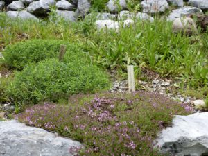 Kräuter im Garten